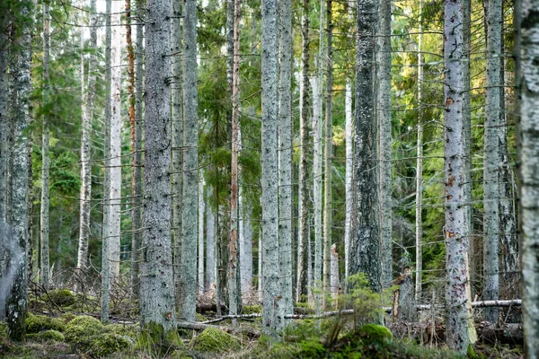 Troncos de árvore em fileiras na floresta antiga — Fotografia de Stock