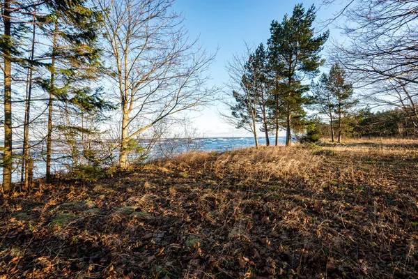 Trädstammar i rader på sea beach — Stockfoto