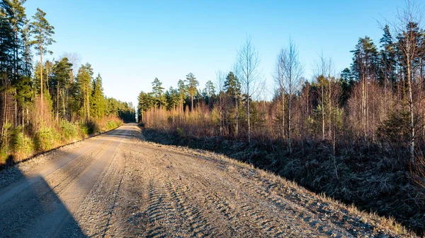 Forest road with sun rays in the morning — Stock Photo, Image