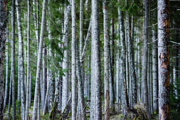 Tree trunks in rows in ancient forest Royalty Free Stock Images