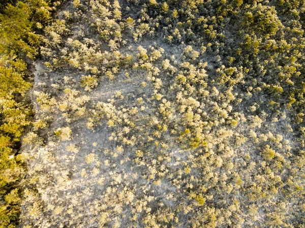 Vue aérienne de la forêt enneigée dans la journée ensoleillée d'hiver — Photo