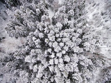 drone ormandan kış havadan görünümü