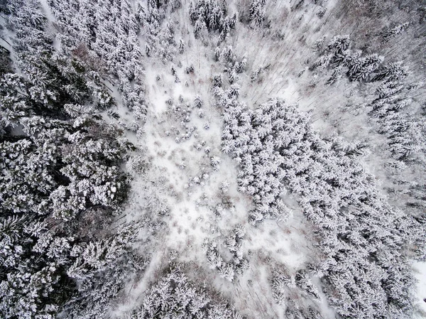 Luftaufnahme des Winterwaldes von der Drohne aus — Stockfoto