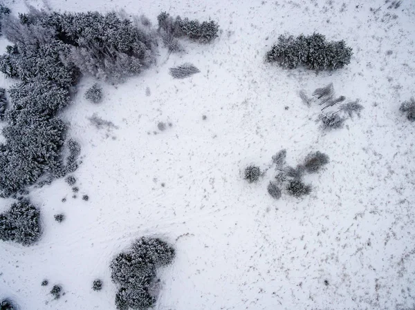 Flygfoto över vintern skog från drone — Stockfoto