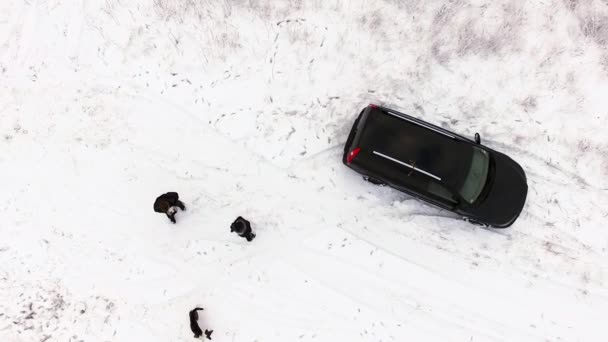 Imágenes aéreas de aviones no tripulados volando sobre la familia joven jugando con el perro cerca de coche negro — Vídeos de Stock