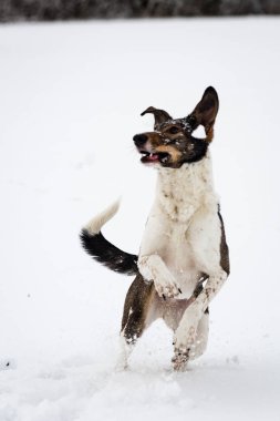 mutlu köpek Karda oynuyor