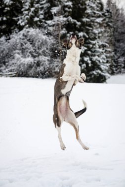 mutlu köpek Karda oynuyor