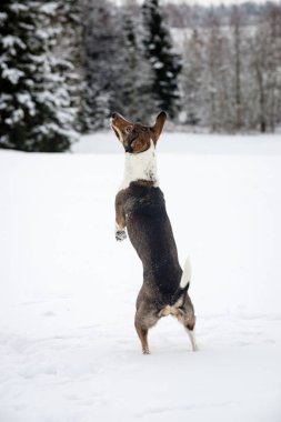 mutlu köpek Karda oynuyor