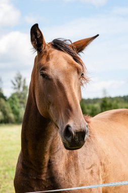 Vahşi atlar tarlada