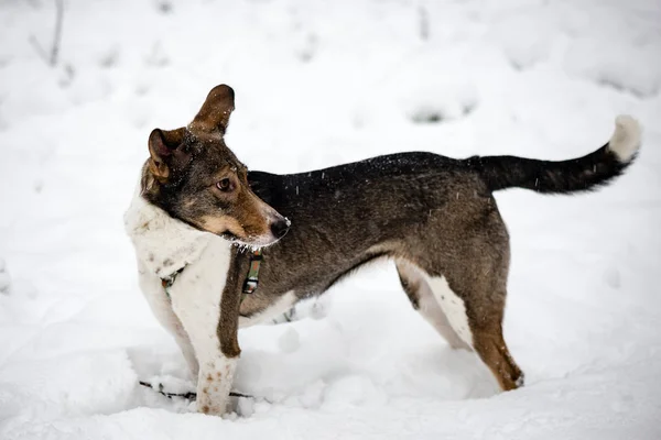 Happy dog is playing in the snow — Stock Photo, Image