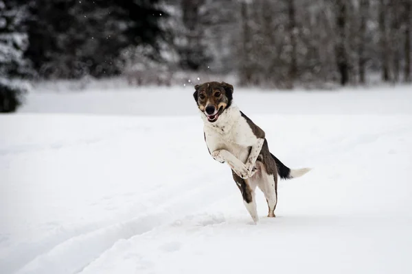 Happy dog is playing in the snow — Stock Photo, Image