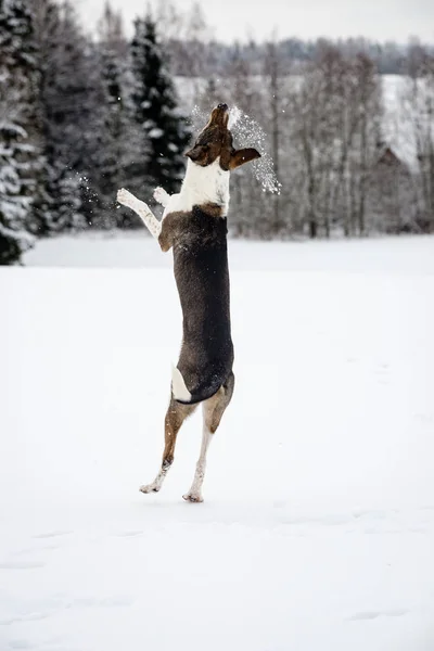 Cão feliz está brincando na neve — Fotografia de Stock