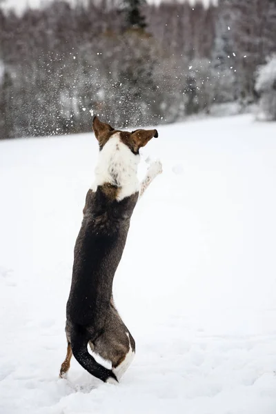 Felice cane sta giocando nella neve — Foto Stock