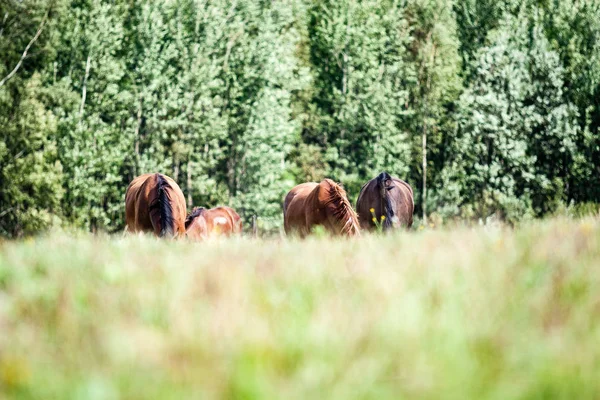 Dzikie konie na polu — Zdjęcie stockowe
