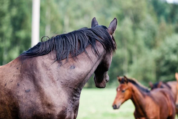 野生の馬が — ストック写真