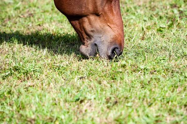 Wilde paarden in het veld — Stockfoto