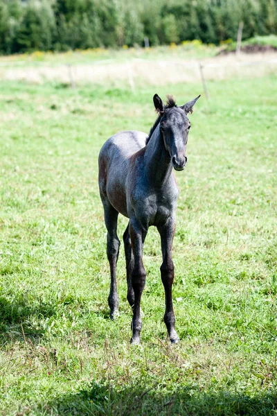 Wildpferde auf dem Feld — Stockfoto