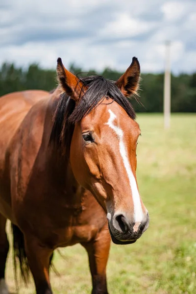 Wild horses in the field Stock Image