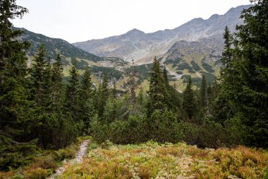 Slovakça Karpat Dağları Güz