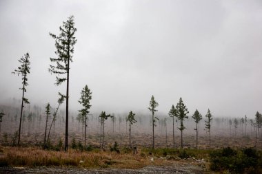 Slovakça Karpat Dağları Güz