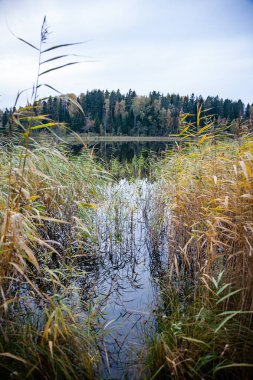 puslu kırsal manzara Gölü Letonya ile