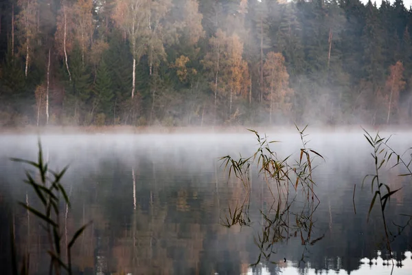 Туманный сельский пейзаж с озером в Латвии — стоковое фото