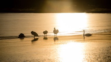 erken kuğular üzerinde ince bir buz
