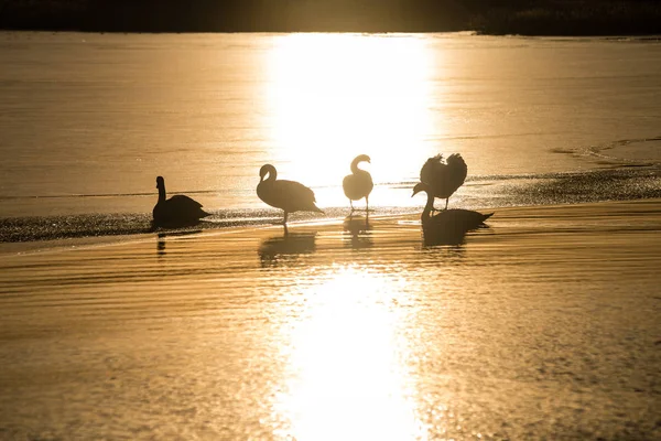 Cisnes precoces em um gelo fino — Fotografia de Stock