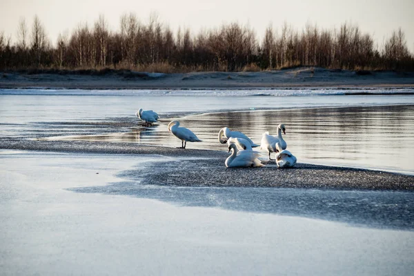 Cisnes tempranos sobre un hielo delgado — Foto de Stock