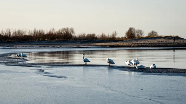 Cisnes precoces em um gelo fino — Fotografia de Stock