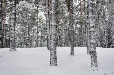 karlı kış orman sis içinde