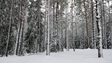 karlı kış orman sis içinde