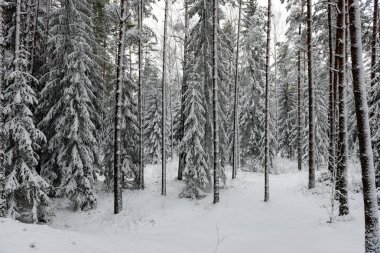 karlı kış orman sis içinde
