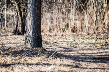 karlı kış park güneşli havalarda