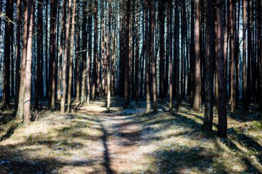 karlı kış park güneşli havalarda