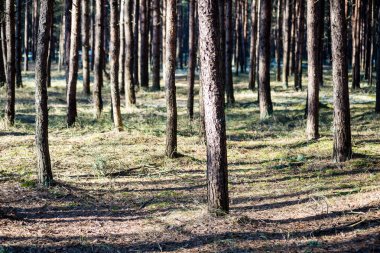 karlı kış park güneşli havalarda