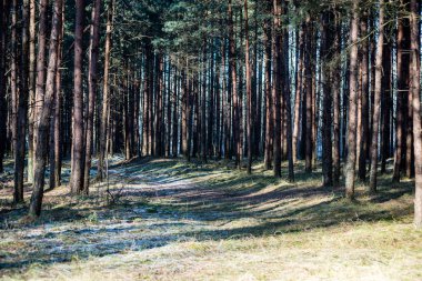 karlı kış park güneşli havalarda
