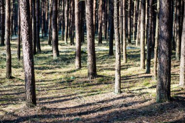 karlı kış park güneşli havalarda