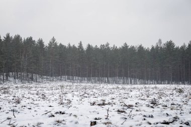 karlı kış orman sis içinde