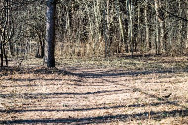 karlı kış park güneşli havalarda