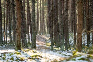 karlı kış park güneşli havalarda
