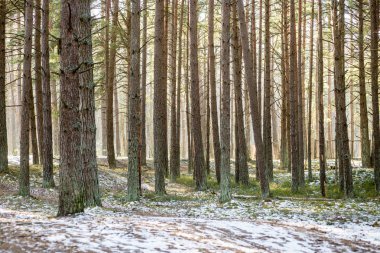 karlı kış park güneşli havalarda