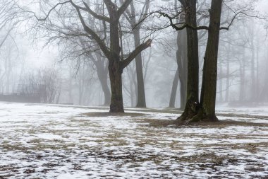 karlı kış park sis içinde