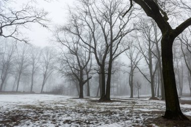 karlı kış park sis içinde
