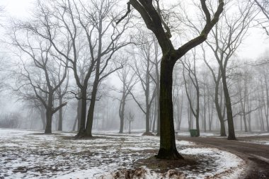 karlı kış park sis içinde