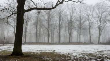 karlı kış park sis içinde
