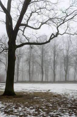 karlı kış park sis içinde