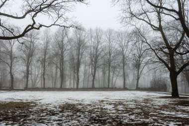 karlı kış park sis içinde