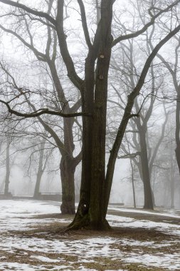 karlı kış park sis içinde