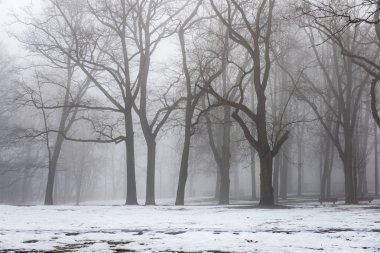 karlı kış park sis içinde